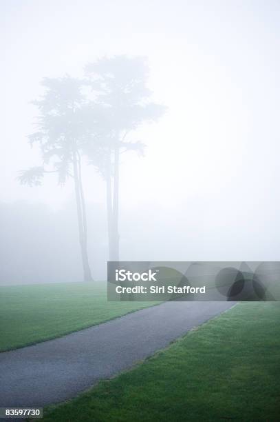 Path Surrounded By Grass In Fog Stock Photo - Download Image Now - California, Cypress Tree, Dawn