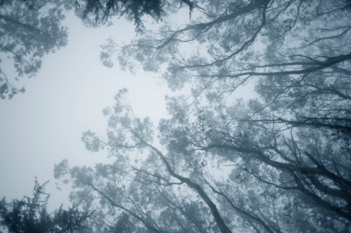 Tips of Eucalyptus tree branches in fog