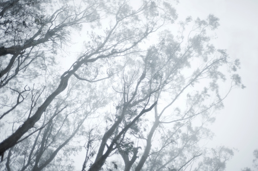 Tips of Eucalyptus tree branches with leaves in fog