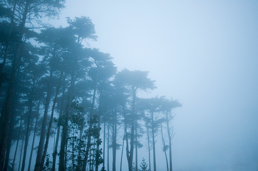 Row of Cypress trees in fog