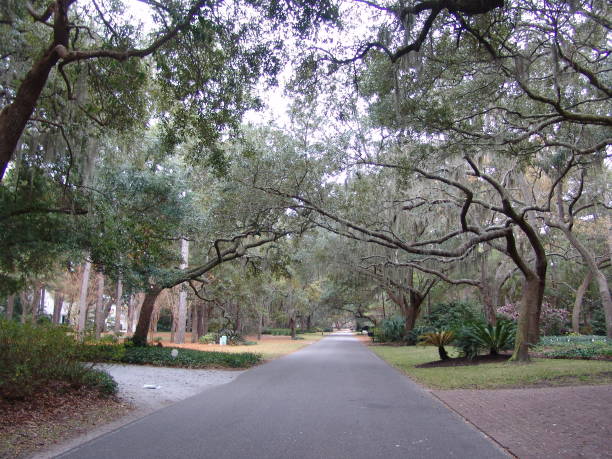 istock Canopy road on Hilton Head Island 835987838