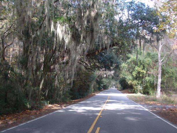 istock Canopy road in Beaufort SC 835988064