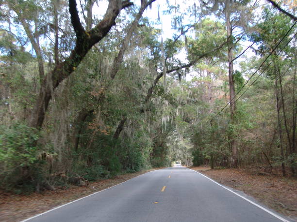 Canopy road in Beaufort SC