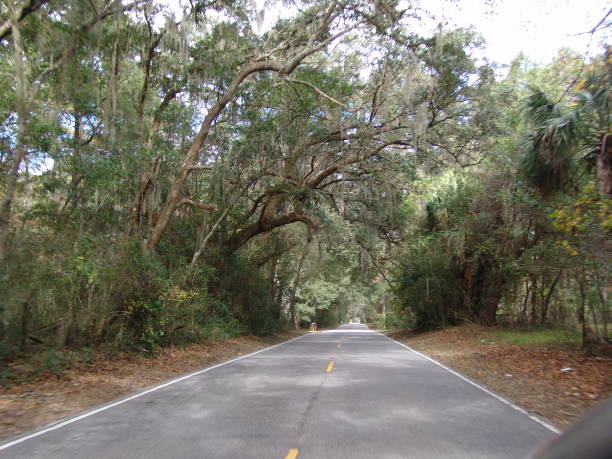 Canopy road in Beaufort SC