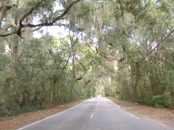 istock Canopy road in Beaufort SC 835988526