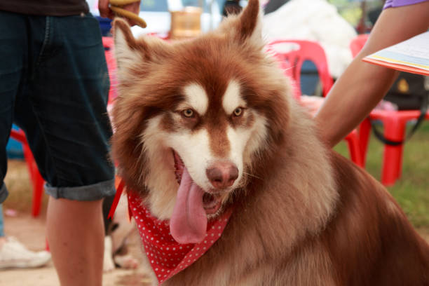 istock portrait young Alaskan Malamute in Thailand 835991248