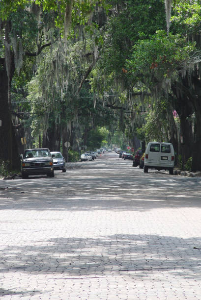 istock Canopy road in Savannah 835991534