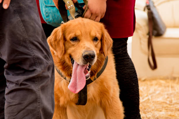 istock Golden retriever playful in Thailand 835991604