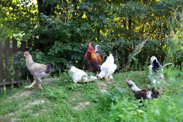 istock Beautiful rooster and chickens 835992070