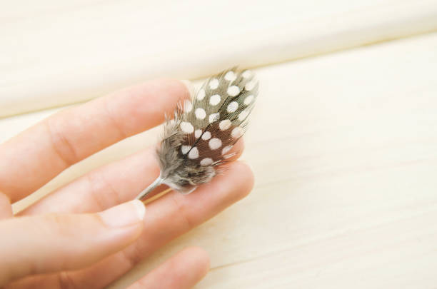 istock Small feather guinea fowl in hand on white background 835994386