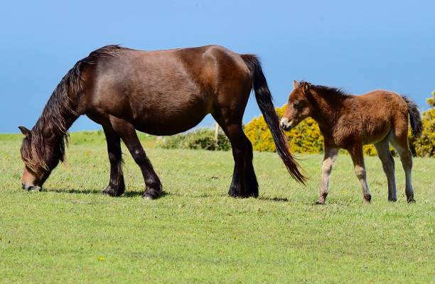 istock Horses on the English Moors 835994620