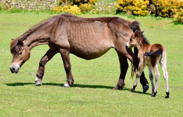 istock Horses on the English Moors 835994634