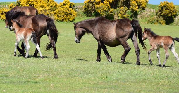 istock Horses on the English Moors 835994656