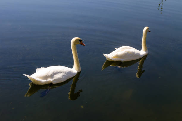 istock Pair of white swans floating on the lake 835995538