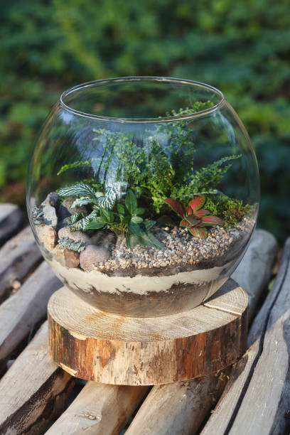istock Fern terrarium in a round glass vase 835995548