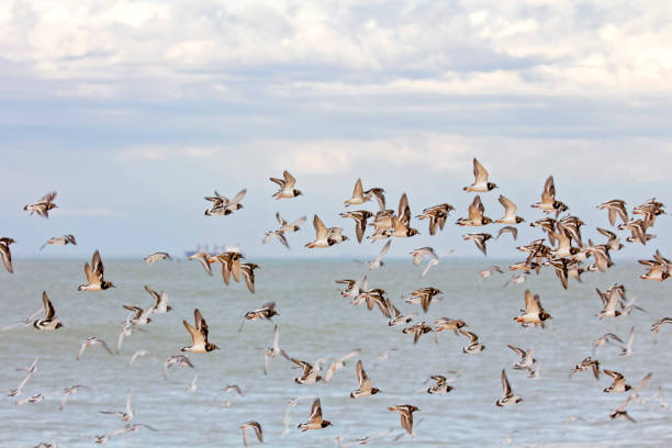 istock Flock of birds 835998824