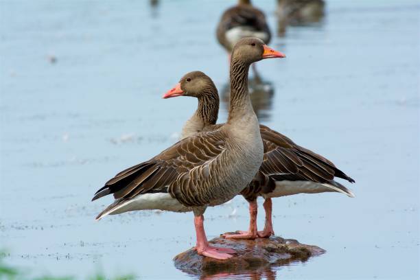 Grågäss på västkusten i Sverige Grågäss, anser anser greylag goose stock pictures, royalty-free photos & images