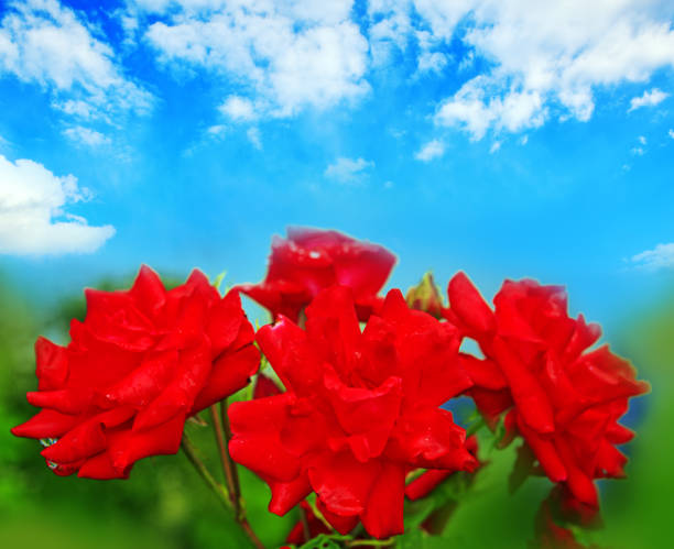Red roses in the garden isolated on blur green background. Holiday card.