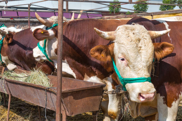 Bull, sold in the animal market (Turkish Kurbanlik Boğalar) Bull, sold in the animal market (Turkish Kurbanlik Boğalar) self sacrifice stock pictures, royalty-free photos & images