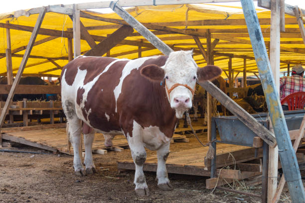 Bull, sold in the animal market (Turkish Kurbanlik Boğalar) Bull, sold in the animal market (Turkish Kurbanlik Boğalar) self sacrifice stock pictures, royalty-free photos & images