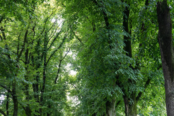 istock big trees in alley with light shining through 836005114