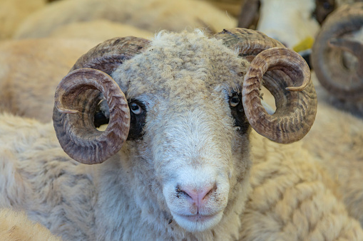 Sheep sold in the animal market for the sacrifice feast (Turkish Kurbanlik pazarinda satilan koyunlar)
