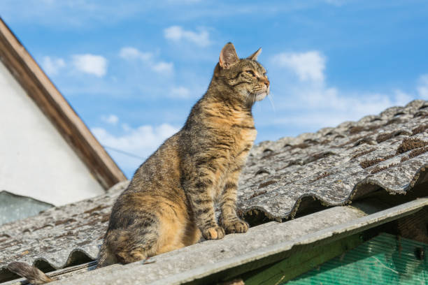 istock Tabby calm cat sitting on the shiver roof 836005604