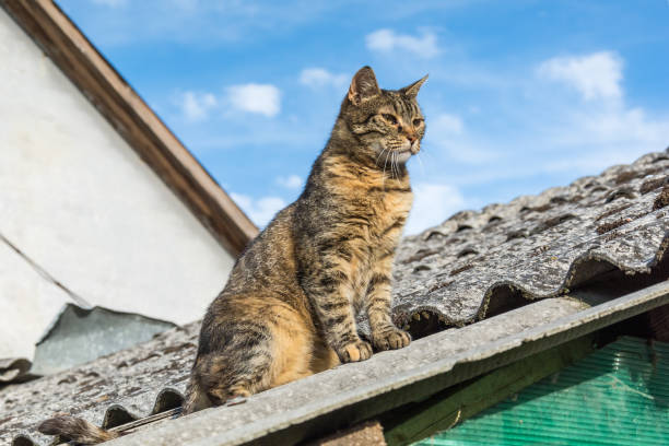 istock Tabby calm cat sitting on the shiver roof 836006050