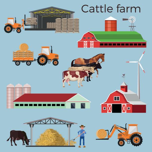 840 Cattle Feed Illustrations & Clip Art - iStock | Cattle feed lot, Beef cattle  feed lot, Cattle feed bunk