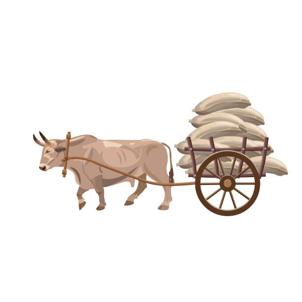 ilustraciones, imágenes clip art, dibujos animados e iconos de stock de vector de carro de bueyes - draft horse