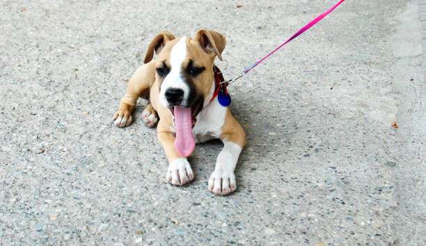 istock american staffordshire terrier puppy 836015984