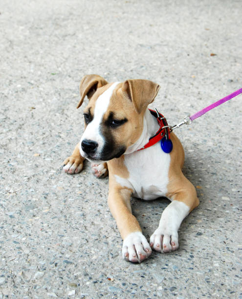 istock american staffordshire terrier puppy 836015988