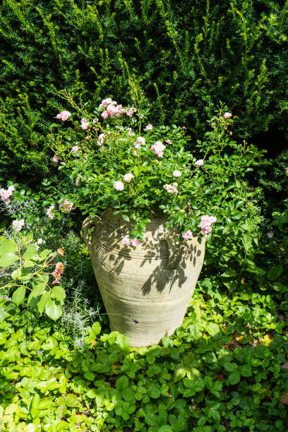 istock many flowers blooming in pot 836018672