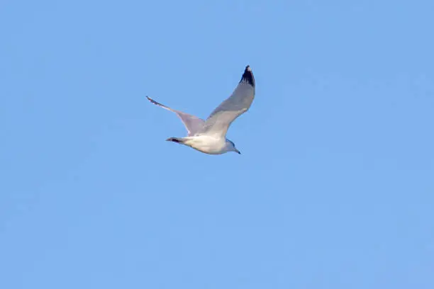 flying seagull