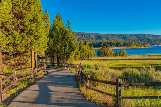 istock Juniper tree forest at Big Bear Lake San Bernardino County, Ca 836020096