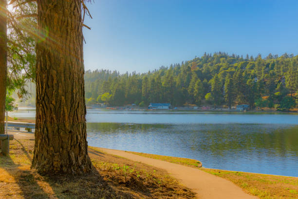 istock Pine forest  foliage at lake shoreline near Big Bear Lake, CA (P) 836020162