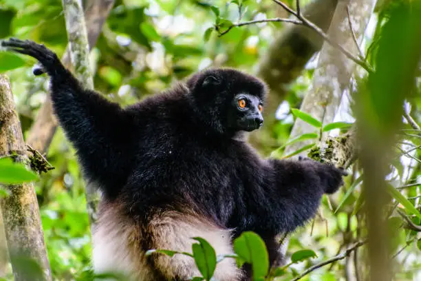 Milne-Edwards Sifaka in Madagascar forest hanging on tree
