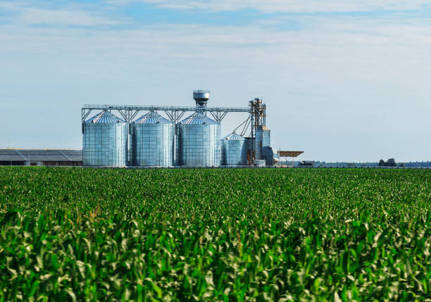 istock Grain in corn Field. Set of storage tanks cultivated agricultural crops processing plant. 836023436