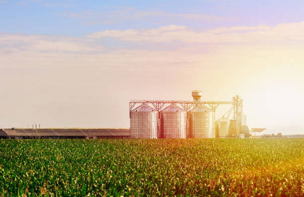 grain dans le champ de maïs. ensemble de réservoirs de stockage de cultures agricoles usine de transformation. - silo photos et images de collection