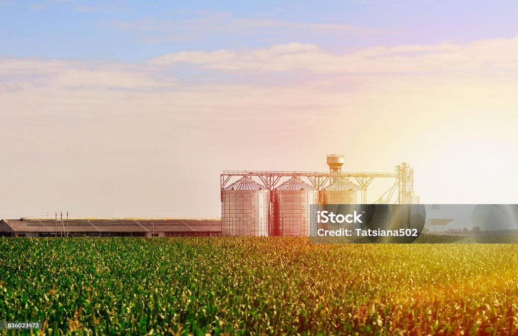 Grain in corn Field. Set of storage tanks cultivated agricultural crops processing plant. Grain Silos in corn Field. Set of storage tanks cultivated agricultural crops processing plant. Silo Stock Photo