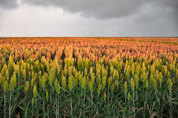 field of sorghum