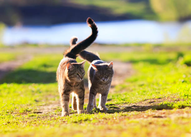 istock two lovers striped cat walking on green grass next to a Sunny spring day lifting tails 836027656