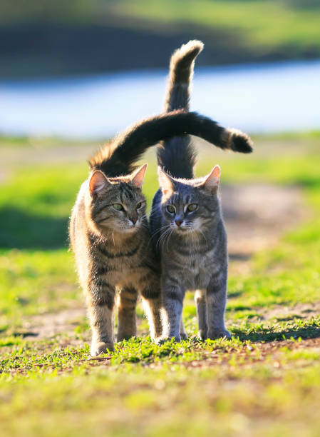 istock two lovers cat walking on green grass next to a Sunny spring day 836027666