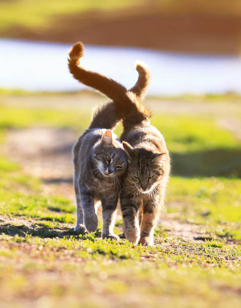 istock two lovers cat walking on green grass next to a Sunny spring day 836027732