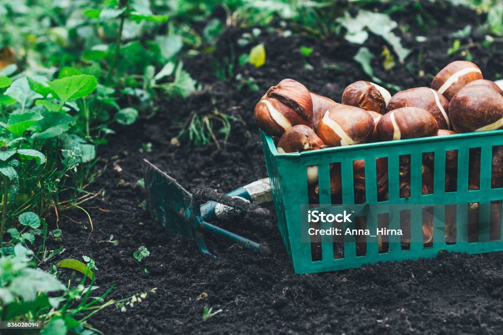 Tulip bulbs stored in the boxes with shovel on it and carried out for planting cleaned and prepared flower bulbs , agriculture and gardening concept Plant Bulb Stock Photo