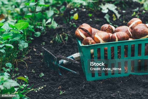 Tulip Bulbs Stored In The Boxes With Shovel On It And Carried Out For Planting Stock Photo - Download Image Now