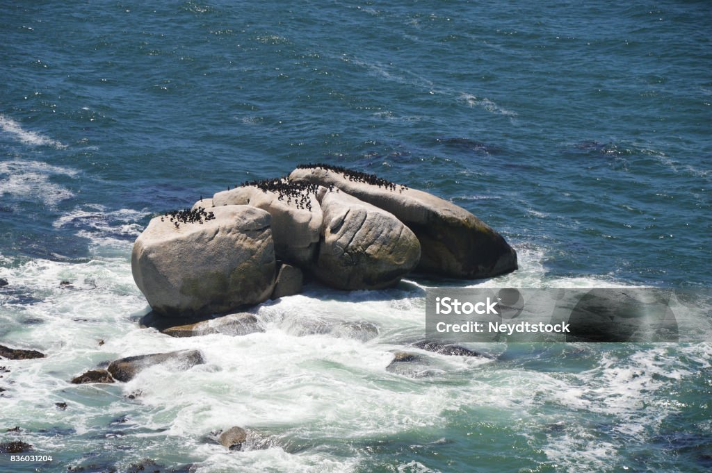 Birds on the savage beach and rocks in betty's bay - Hermanus Africa Stock Photo Birds on the savage beach and rocks in betty's bay - Hermanus Africa Stock Photo