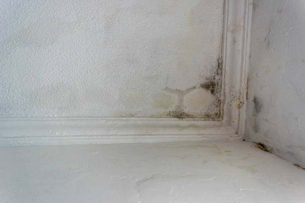istock Rain water infiltration and leak inside a home building roof white wall 836037872