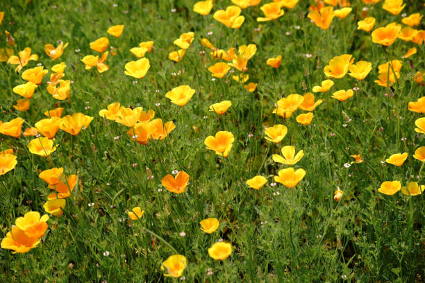 istock Flower bed with California poppys 836043998