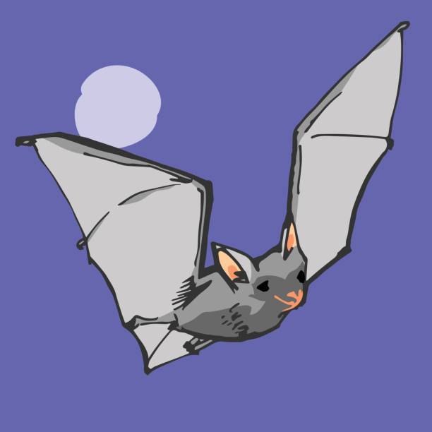 Vampire Bat vector art illustration